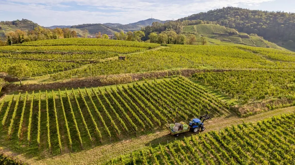 Les vendanges dans le Kaiserstuhl (Achkarren)