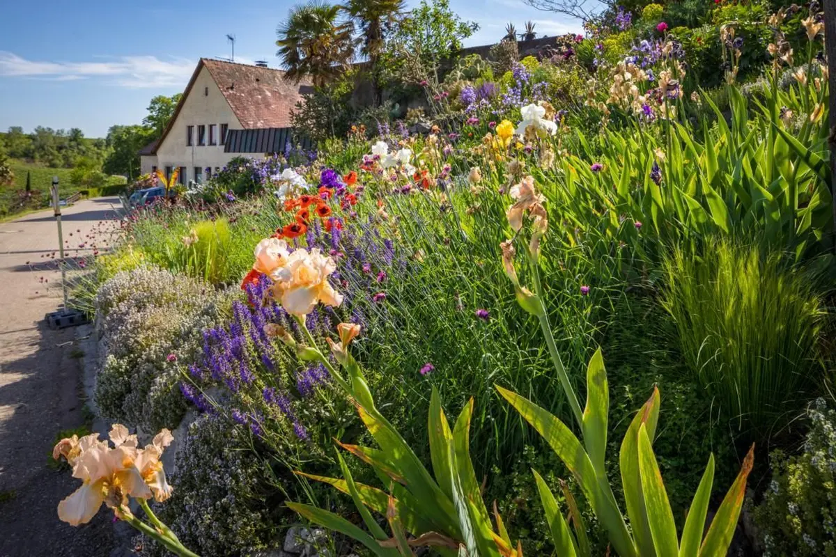 Ihringen, Blankenhornsberg