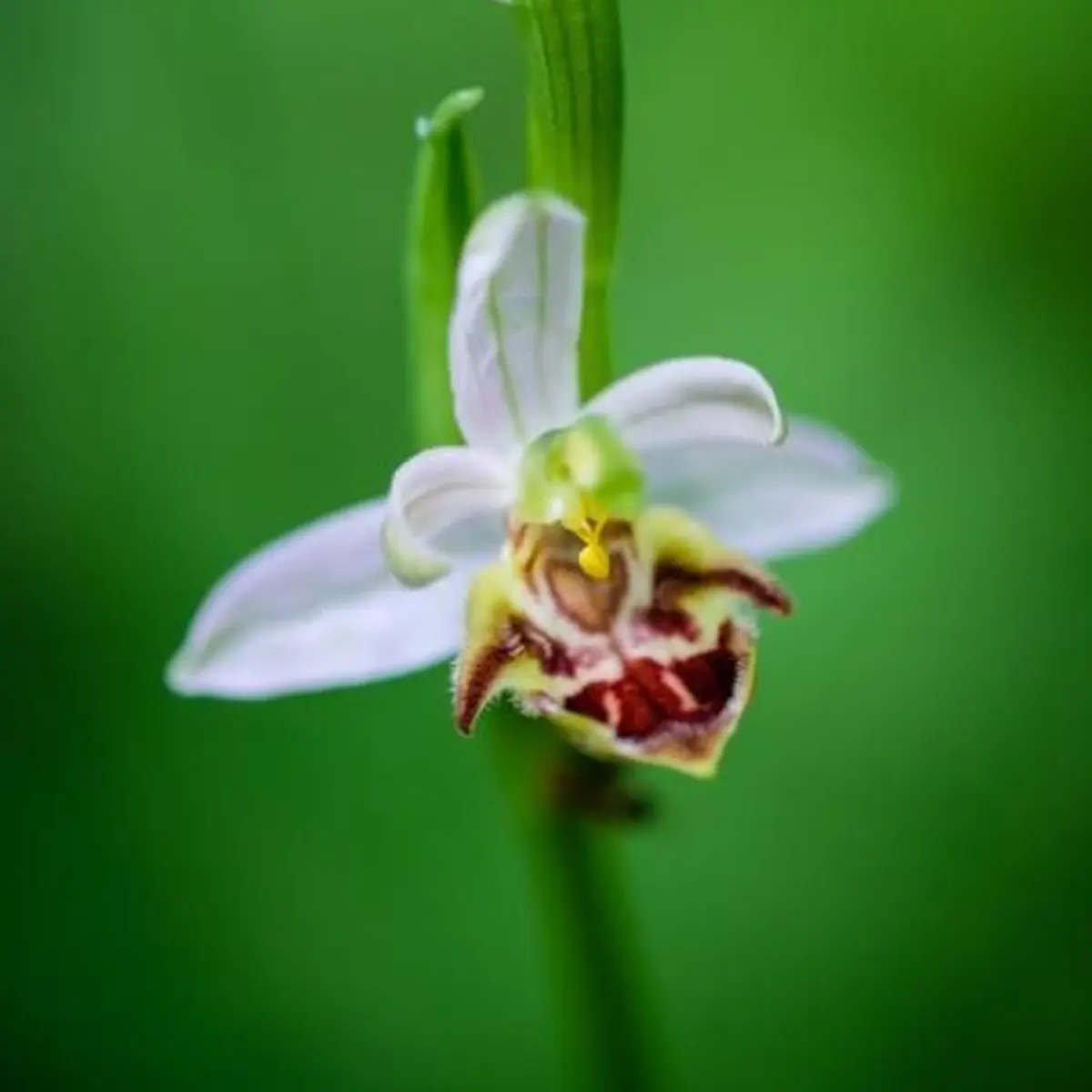 Une magnifique orchidée militaire, Liliental