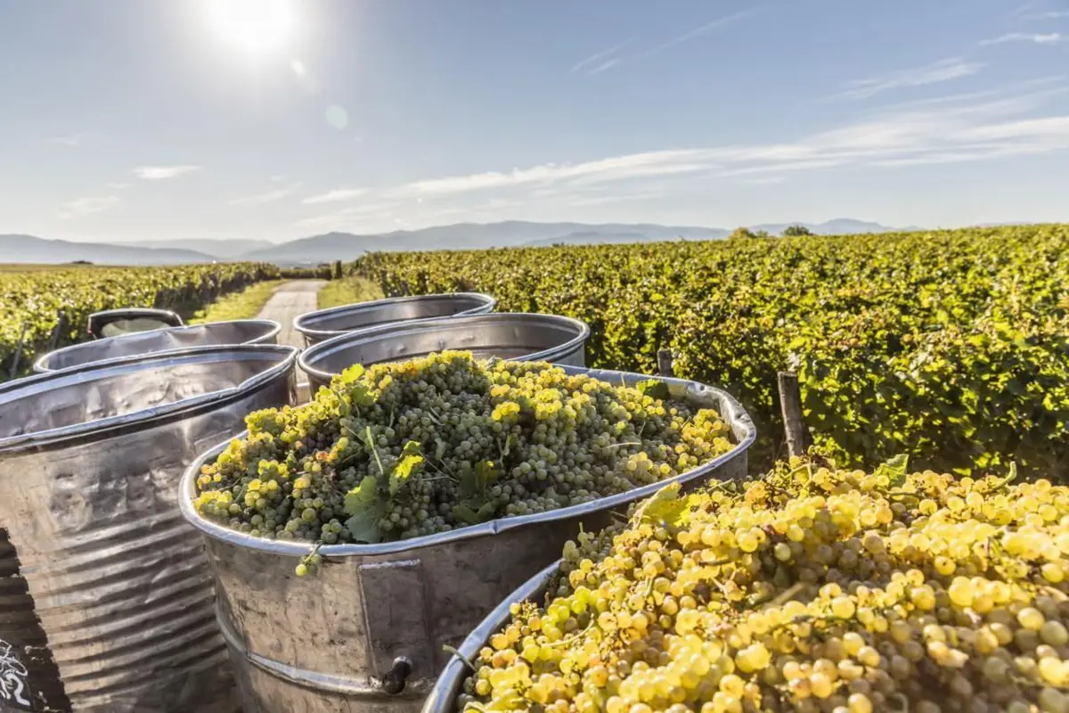 Les hottes à raisin sont bien remplies