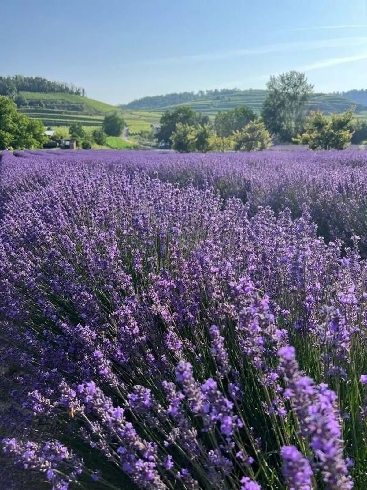 Les lavandes près de Vogtsburg