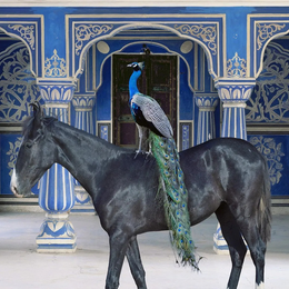 Karen Knorr au musée Delacroix