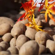 Kartoffelmarkt