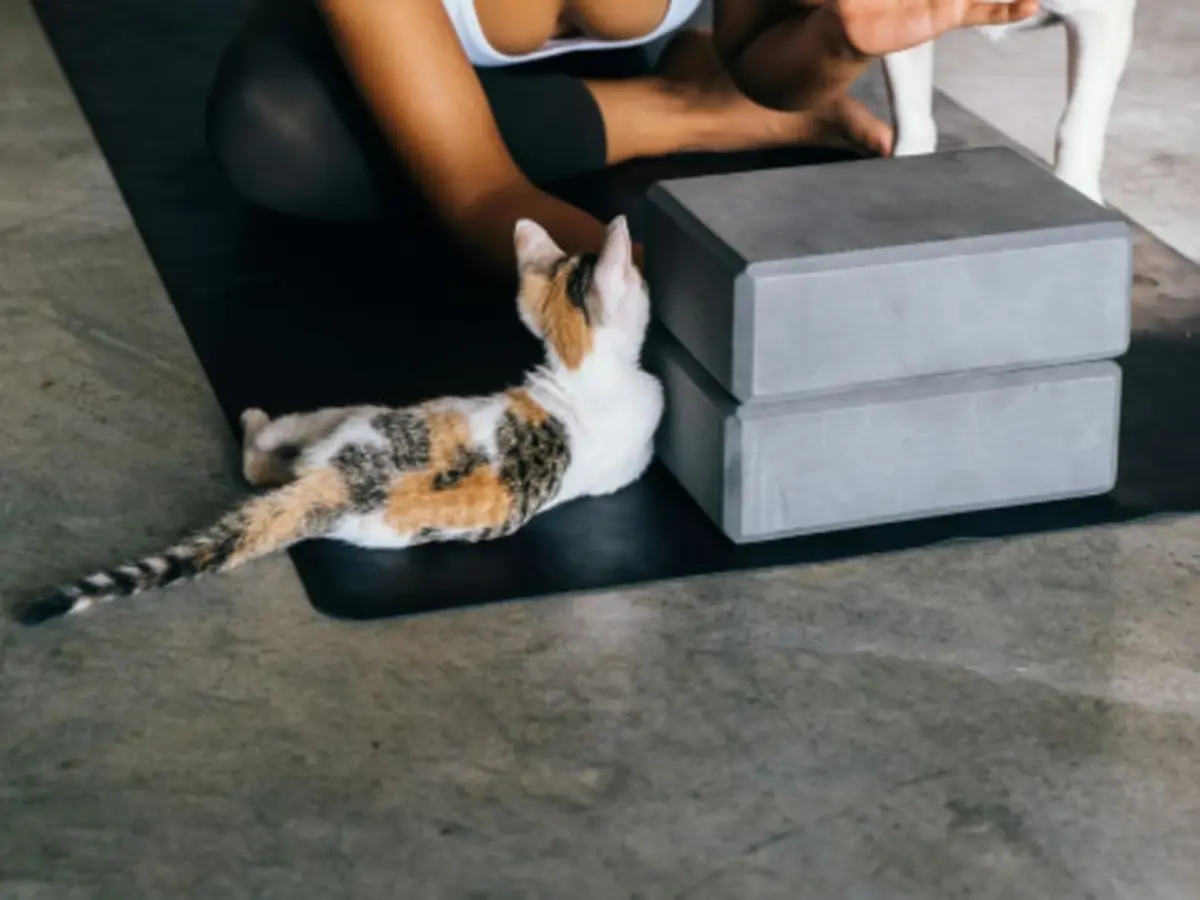 Kitten Yoga à Paris 4ème