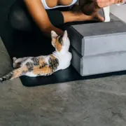 Kitten Yoga à Paris 4ème