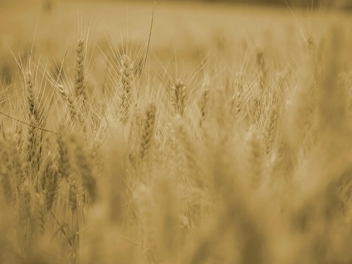 L'Abc Du Haut-Minervois - Agriculture Et Nature