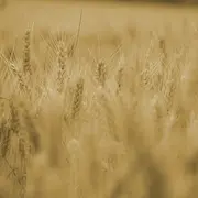 L'Abc Du Haut-Minervois - Agriculture Et Nature