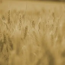 L'Abc Du Haut-Minervois - Agriculture Et Nature