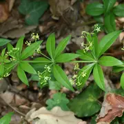 L'Abc Du Haut-Minervois - Animation Flores
