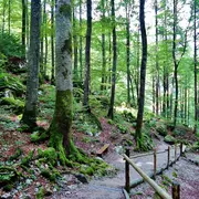 L'Abc Du Haut-Minervois - Animation Forets
