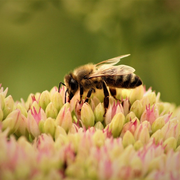 L'Abc Du Haut-Minervois - Animation Pollinisateurs