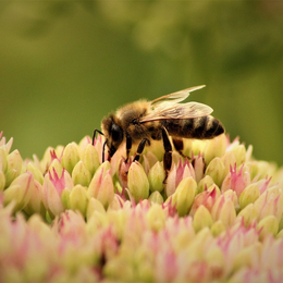 L'Abc Du Haut-Minervois - Animation Pollinisateurs
