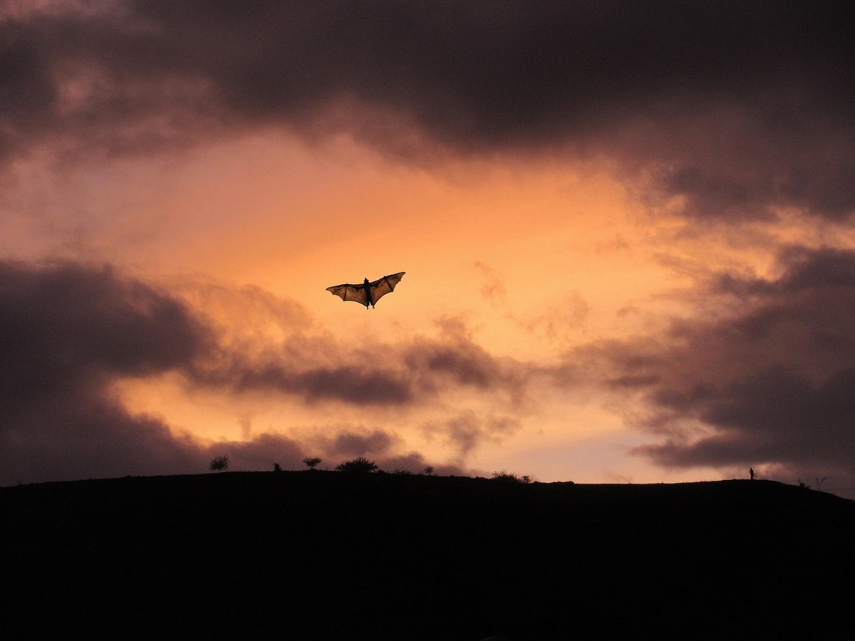 L'Abc Du Haut-Minervois - Animations Sur Les Chiroptères
