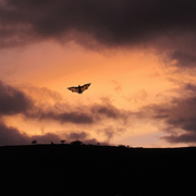 L'Abc Du Haut-Minervois - Animations Sur Les Chiroptères