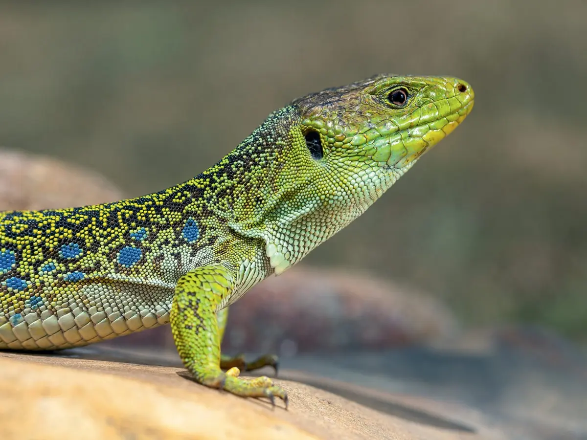 L'Abc Du Haut-Minervois - Animations Sur Les Reptiles