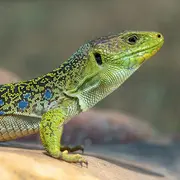L'Abc Du Haut-Minervois - Animations Sur Les Reptiles
