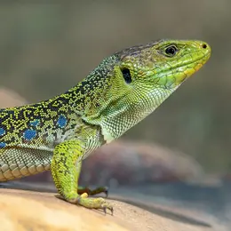 L'Abc Du Haut-Minervois - Animations Sur Les Reptiles