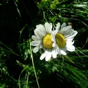 L'Abc Du Haut-Minervois - Biodiversité Des Jardins