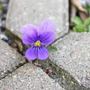 L'Abc Du Haut-Minervois - Biodiversite En Ville