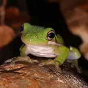 L'Abc Du Haut-Minervois - Frequence Grenouille