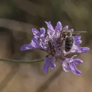 L'abeille noire d'Argonne, une habitante de nos forêts