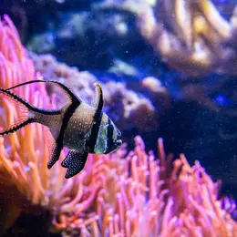 L'Affaire Hugo à l'Aquarium Refuge