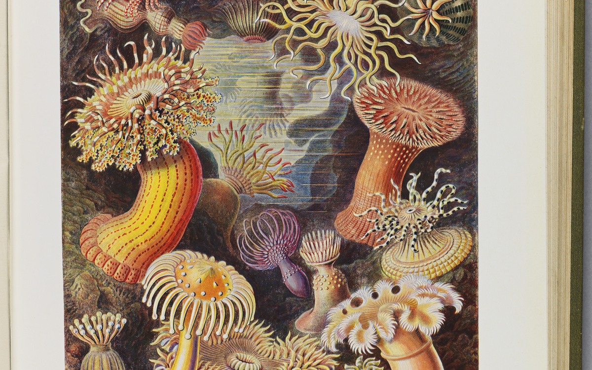 Formes artistiques de la nature Haeckel Ernest, 1904 © Musée national de la Marine