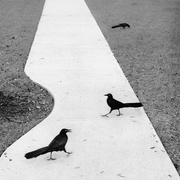 L'approche du monde critique