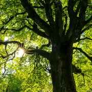 L'arbre qui cache la forêt, Réserve départementale de biodiversité