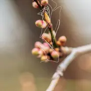 L'arbre souffle près du rocher d'argent qui dort un joli soir de printemps