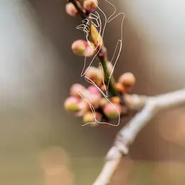 L'arbre souffle près du rocher d'argent qui dort un joli soir de printemps
