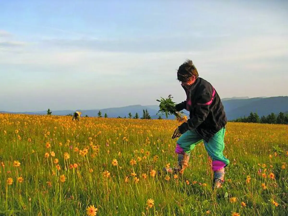 L’arnica, l’or jaune des Vosges !