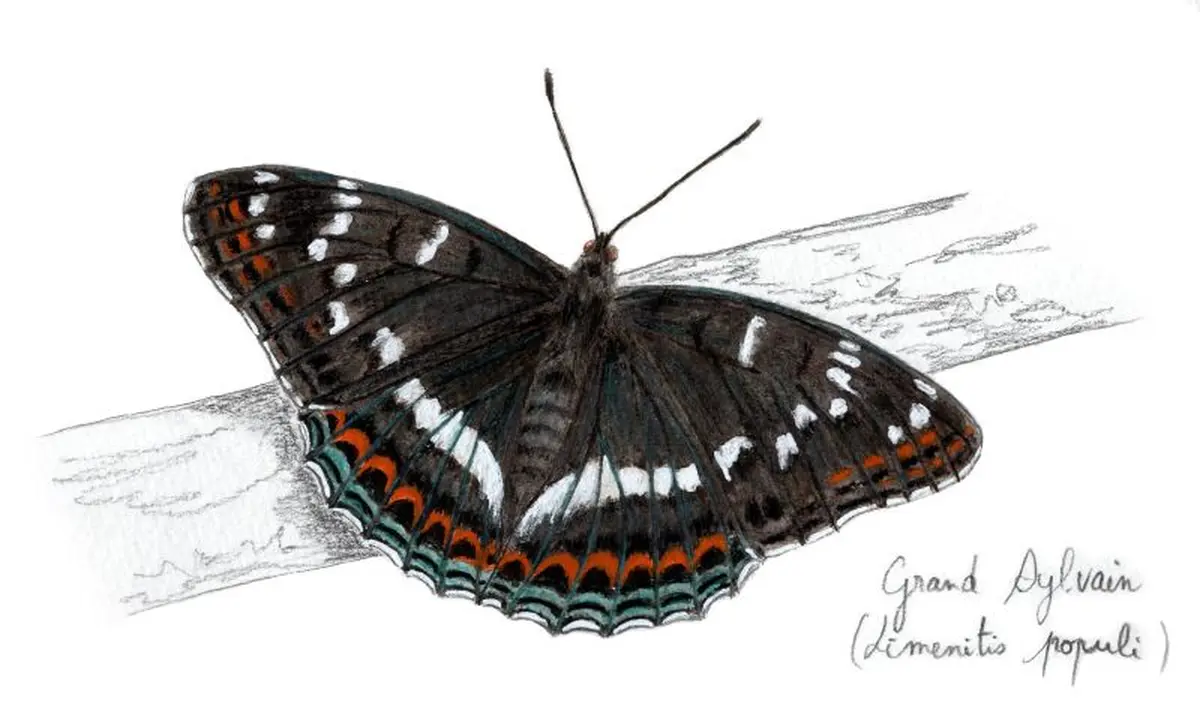 L'art au Féminin Angélique Moreau et ses drôles de dames