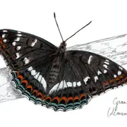 L'art au Féminin Angélique Moreau et ses drôles de dames