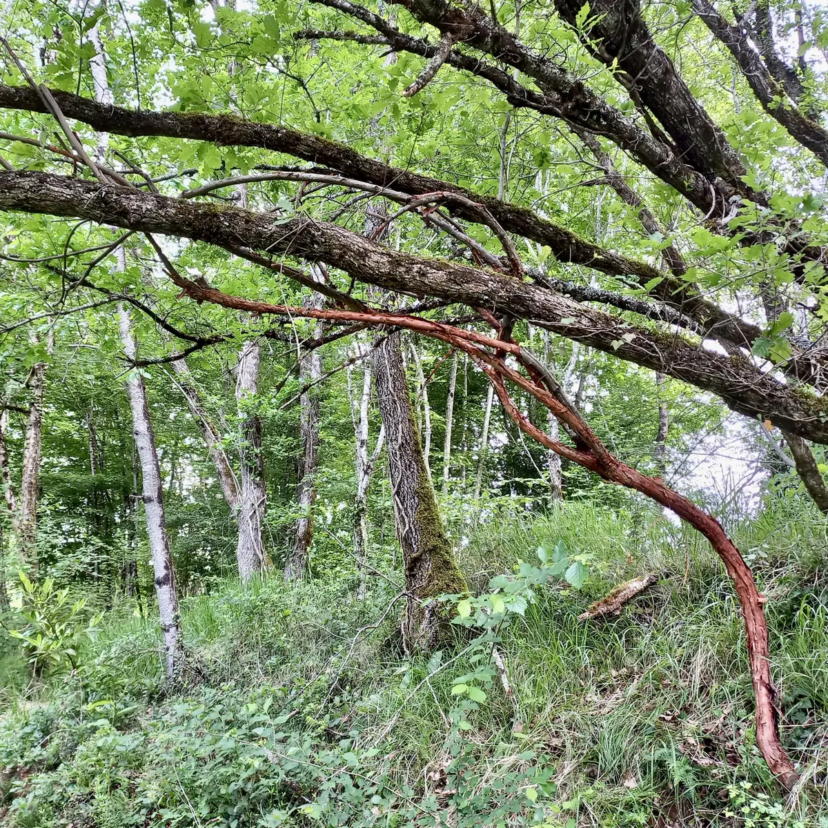 L'art dans la Nature, SculpTour 2026