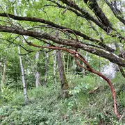 L'art dans la Nature, SculpTour 2026