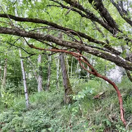 L'art dans la Nature, SculpTour 2026
