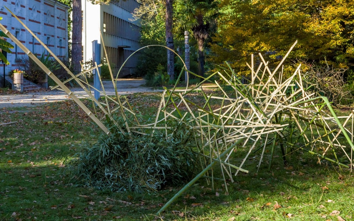 installation de bambous de grande dimension