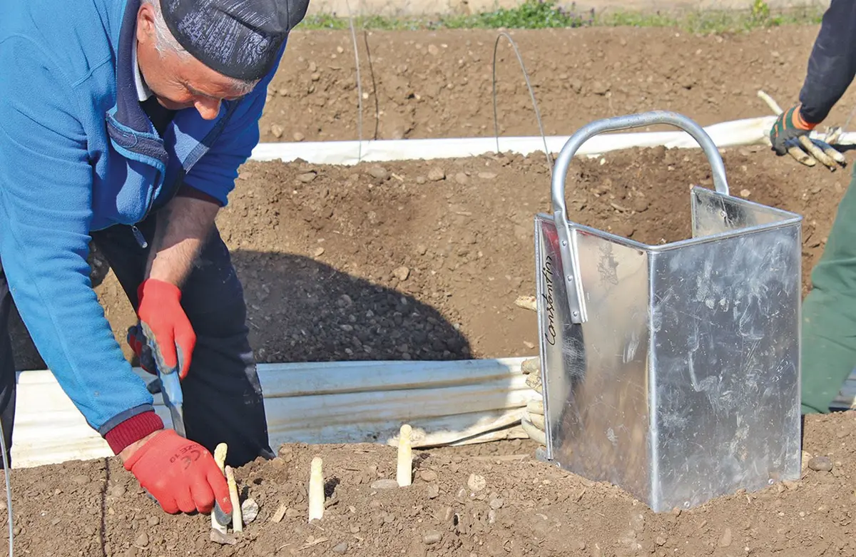 La récolte des asperges