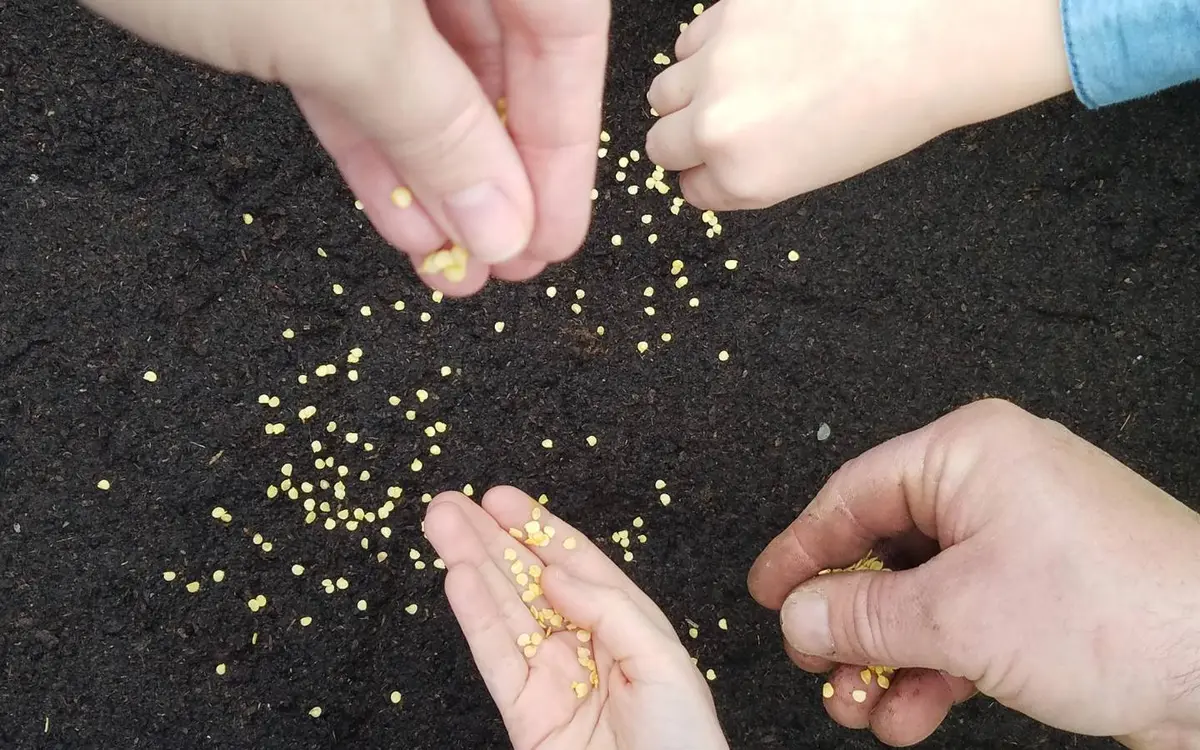 L’Atelier Découverte de la Ferme Kultur Piment
