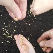 L’Atelier Découverte de la Ferme Kultur Piment