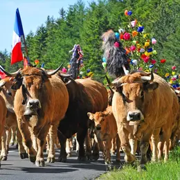 L'Aubrac en Transhumance 2027
