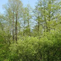 L'Aulnaie de l'étang de Baerenthal est l'une des nombreuses richesses du Parc naturel régional des Vosges du Nord &copy; www.parc-vosges-nord.fr