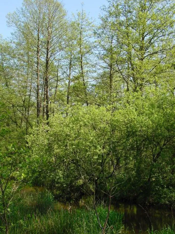 L\'Aulnaie de l\'étang de Baerenthal est l\'une des nombreuses richesses du Parc naturel régional des Vosges du Nord