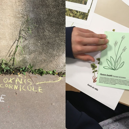 L'Automne de la Science à la Canopée : atelier de graffiti botanique