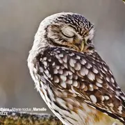 L’Avifaune nicheuse de la cité phocéenne - Une richesse méconnue