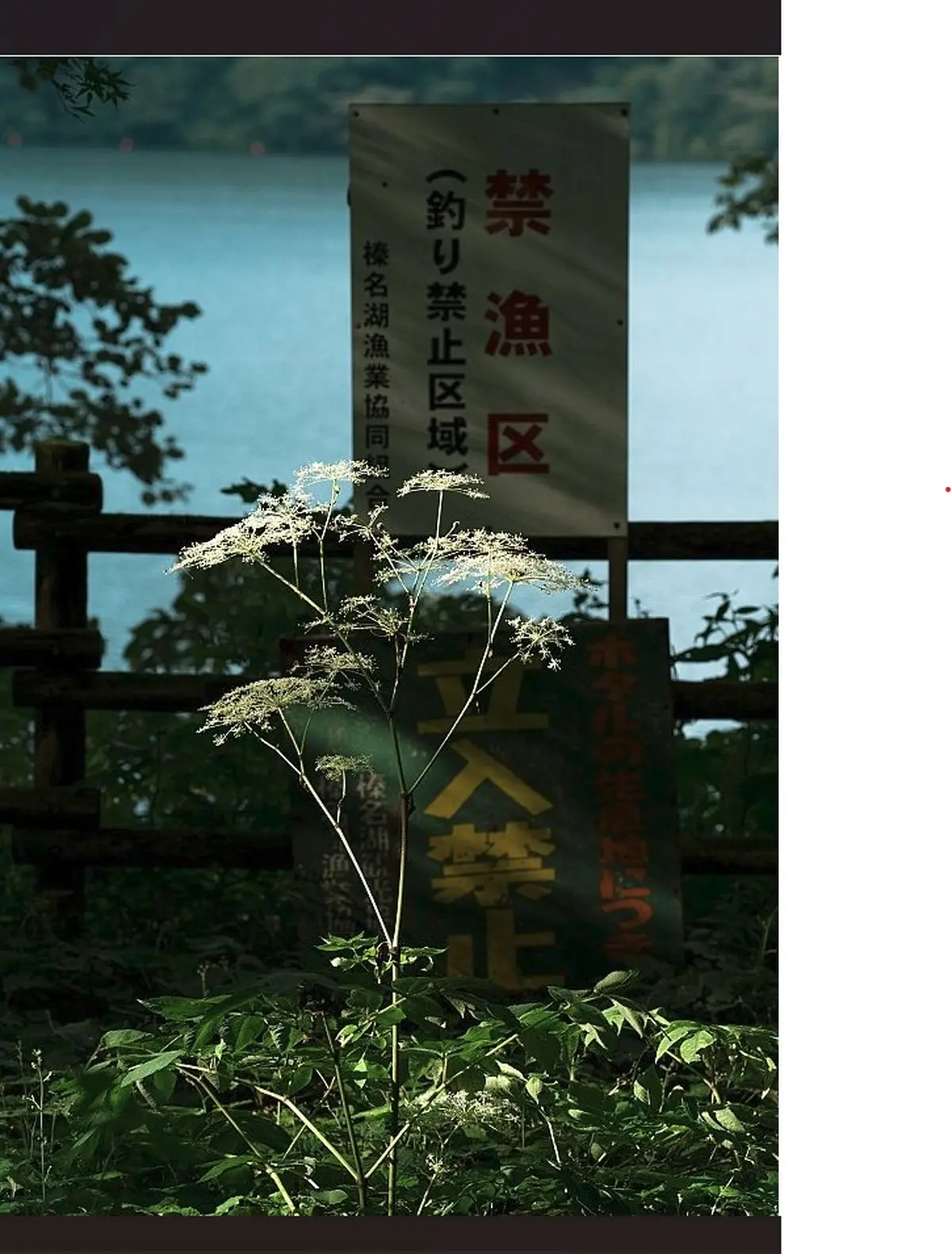 L'écologie des relations, la forêt amante de la mer