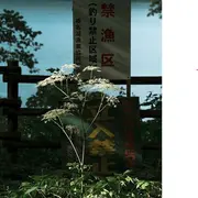 L'écologie des relations, la forêt amante de la mer