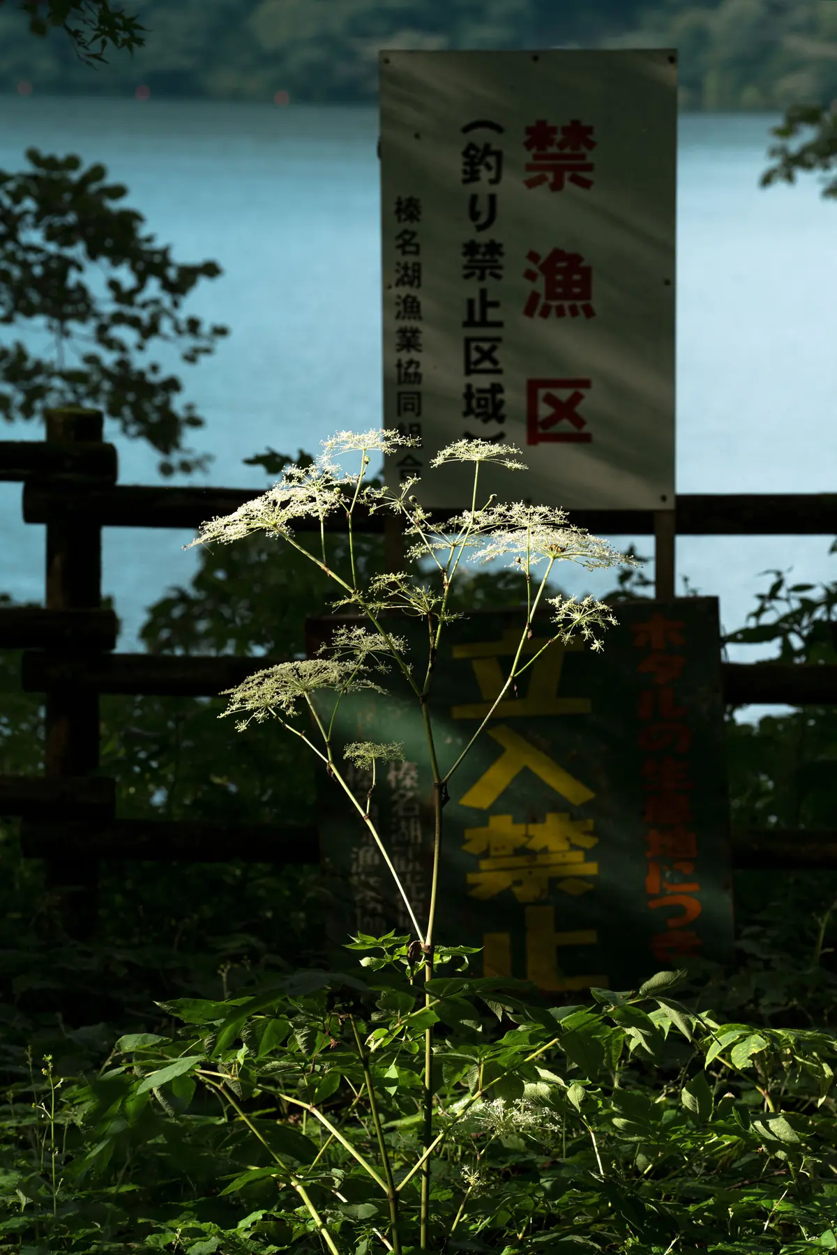 L’Écologie des relations - La Forêt amante de la mer