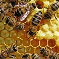 L'espace apicole de Colroy-la-Roche DR